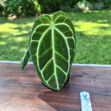 Load image into Gallery viewer, #8 Dark Anthurium Crystallinum x