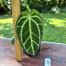 Load image into Gallery viewer, #8 Dark Anthurium Crystallinum x