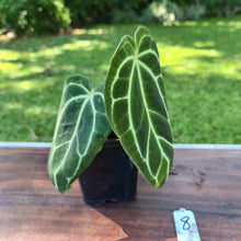 Load image into Gallery viewer, #8 Dark Anthurium Crystallinum x