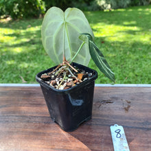 Load image into Gallery viewer, #8 Dark Anthurium Crystallinum x
