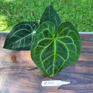 #360 Anthurium 'Dark Night' x Crystallinum