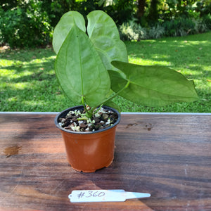 #360 Anthurium 'Dark Night' x Crystallinum