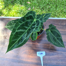 Load image into Gallery viewer, #130 Anthurium Forgetii x Crystallinum - Flowering maturity