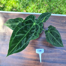 Load image into Gallery viewer, #130 Anthurium Forgetii x Crystallinum - Flowering maturity