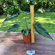 Load image into Gallery viewer, #130 Anthurium Forgetii x Crystallinum - Flowering maturity