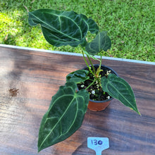 Load image into Gallery viewer, #130 Anthurium Forgetii x Crystallinum - Flowering maturity