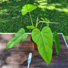 Load image into Gallery viewer, #54 Philodendron Golden Erubescens
