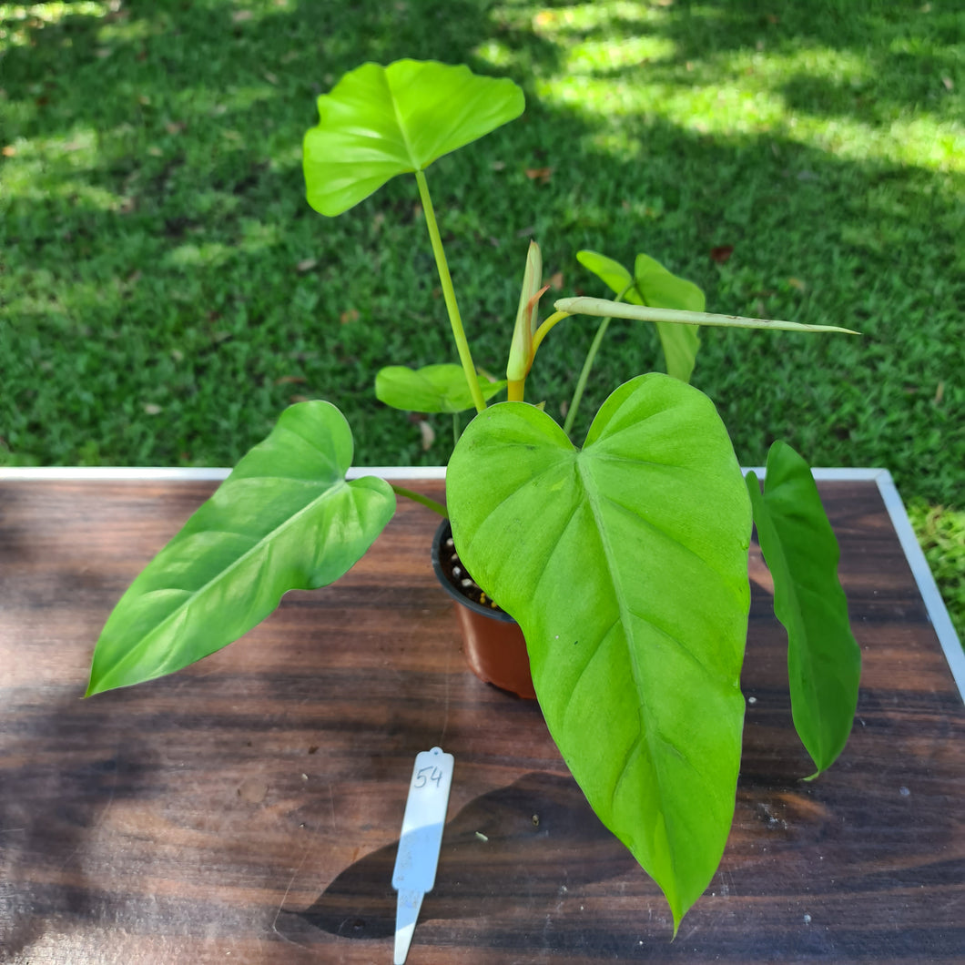 #54 Philodendron Golden Erubescens