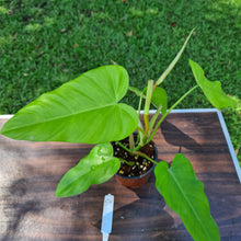 Load image into Gallery viewer, #54 Philodendron Golden Erubescens