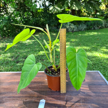 Load image into Gallery viewer, #54 Philodendron Golden Erubescens