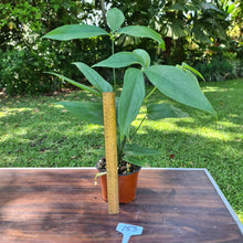 Load image into Gallery viewer, #153 Anthurium Digitatum