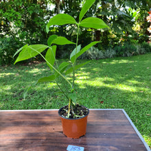 Load image into Gallery viewer, #153 Anthurium Digitatum