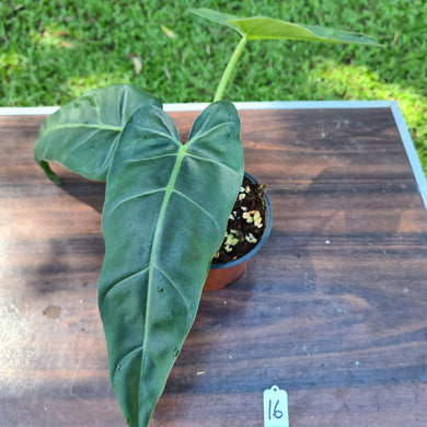 #16 Philodendron Maximum
