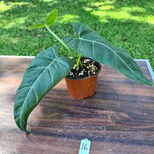 Load image into Gallery viewer, #16 Philodendron Maximum