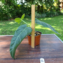 Load image into Gallery viewer, #16 Philodendron Maximum