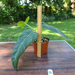 #16 Philodendron Maximum