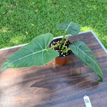 Load image into Gallery viewer, #16 Philodendron Maximum