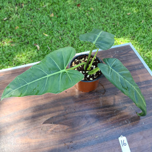 #16 Philodendron Maximum