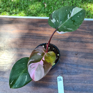 #36 Philodendron Pink Princess