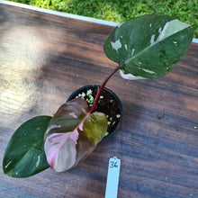 Load image into Gallery viewer, #36 Philodendron Pink Princess