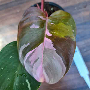 #36 Philodendron Pink Princess