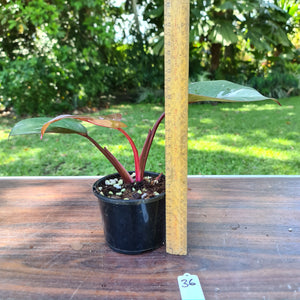 #36 Philodendron Pink Princess