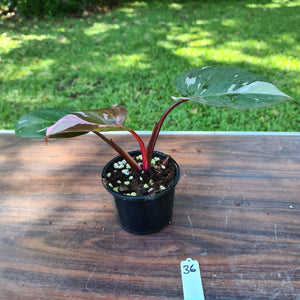 #36 Philodendron Pink Princess