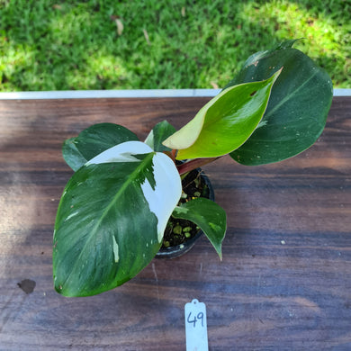 #49 Philodendron White Knight