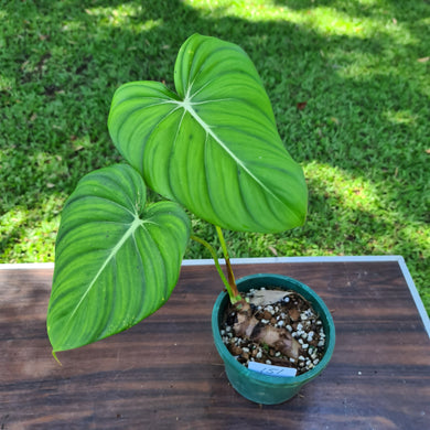 #151 Philodendron Dean McDowell