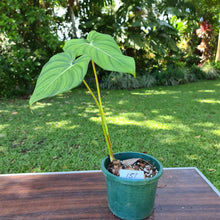 Load image into Gallery viewer, #151 Philodendron Dean McDowell