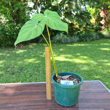 Load image into Gallery viewer, #151 Philodendron Dean McDowell