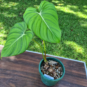 #151 Philodendron Dean McDowell