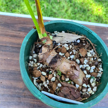 Load image into Gallery viewer, #151 Philodendron Dean McDowell