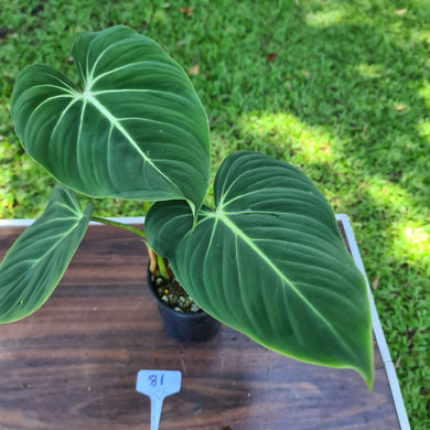 #81 Philodendron Gloriosum