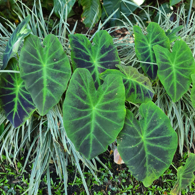 1 x Colocasia Illustris BULB