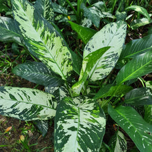 Load image into Gallery viewer, 5 x Dieffenbachia Aurora Stem Cuttings