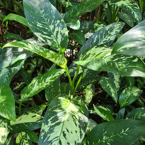 5 x Dieffenbachia Aurora Stem Cuttings