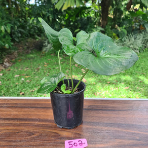 #502 Cyanastrum Cordifolium
