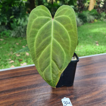 Load image into Gallery viewer, #34 Anthurium Magnificum Hybrid x
