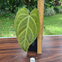 Load image into Gallery viewer, #34 Anthurium Magnificum Hybrid x