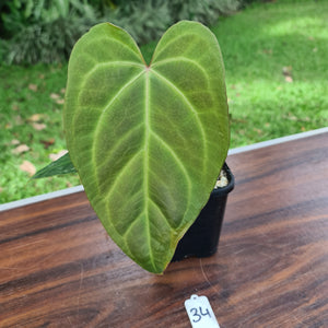 #34 Anthurium Magnificum Hybrid x