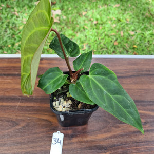#34 Anthurium Magnificum Hybrid x