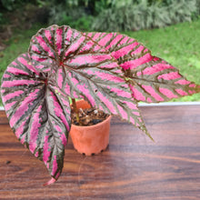 Load image into Gallery viewer, #3 Begonia Brevirimosa &#39;Exotica&#39;