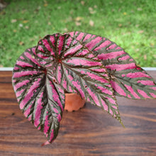 Load image into Gallery viewer, #3 Begonia Brevirimosa &#39;Exotica&#39;