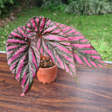 Load image into Gallery viewer, #3 Begonia Brevirimosa &#39;Exotica&#39;