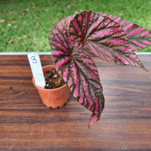 Load image into Gallery viewer, #3 Begonia Brevirimosa &#39;Exotica&#39;