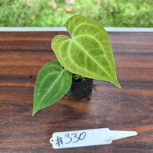 Load image into Gallery viewer, #330 Dark Anthurium Complex hybrid