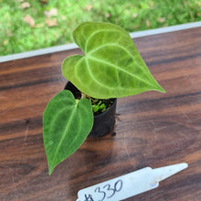 Load image into Gallery viewer, #330 Dark Anthurium Complex hybrid