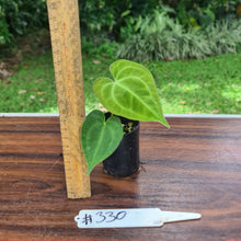 Load image into Gallery viewer, #330 Dark Anthurium Complex hybrid