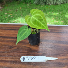 Load image into Gallery viewer, #330 Dark Anthurium Complex hybrid